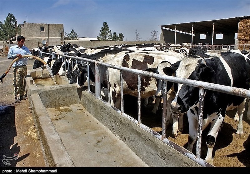 دو واحد مرغ تخمگذار و گاو داری 100 راسی در پلدختر به بهره برداری رسید 