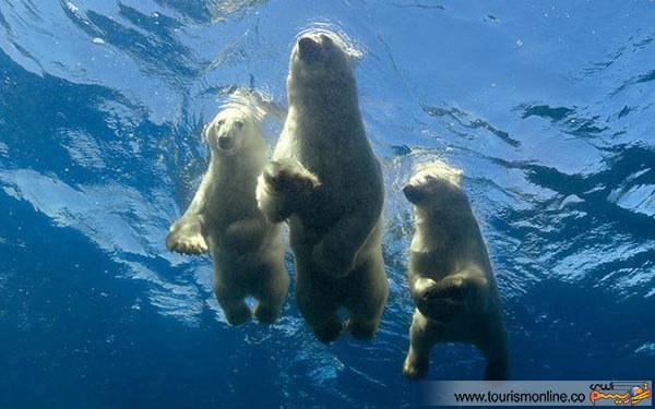 شنای زیبای خرس های قطبی در سواحل اقیانوس آرام