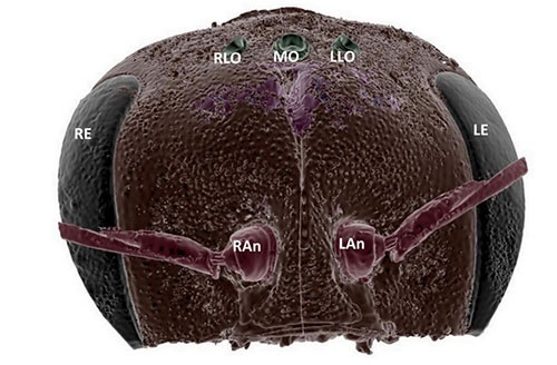 تصویربرداری و بازسازی سه بعدی از مغز مینیاتوری حشرات/تصاویر مغز زنبور را ببینید