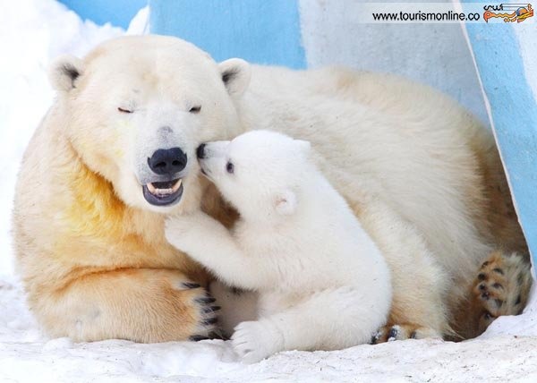 مادرانه های خرس قطبی / عکس