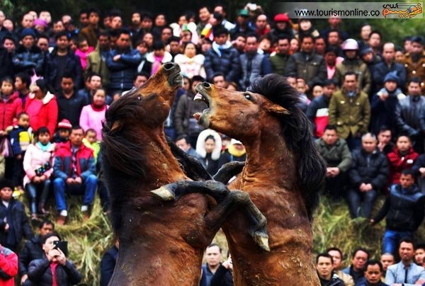 جنگ اسب ها در چین / عکس