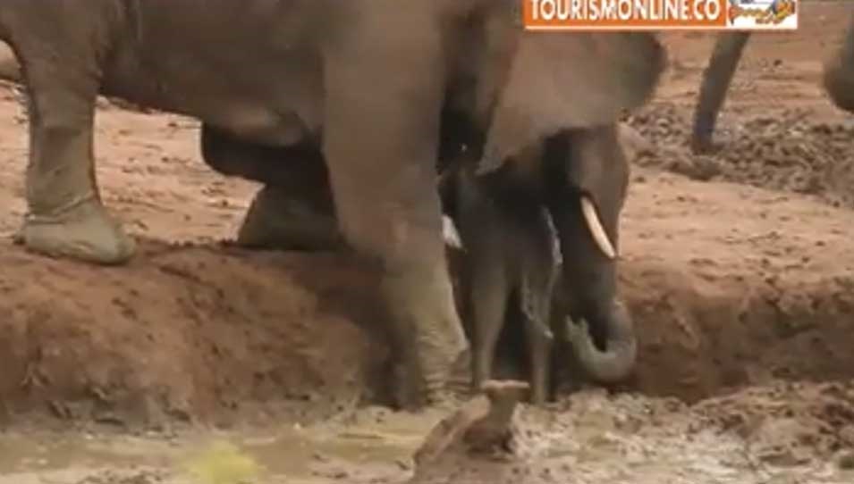 نجات بچه فیل توسط والدینش