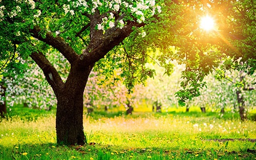 چرا ساعت ۸ و ۱۲ ثانیه سال تحویل می‌شود؟/همه چیز درباره اعتدال بهاری 