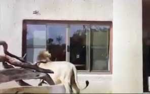 وقتی شیر از تصویر خودش می‌ترسد!