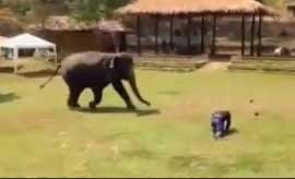 دفاع جانانه فیل از مربی خود!