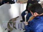 رهاسازی یک قلاده فک خزری در آشوراده رهاسازی یک قلاده فک خزری در آشوراده