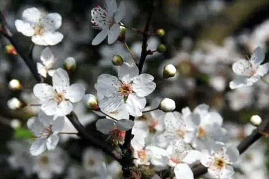 نرم نرمک می‌ر سد اینک بهار