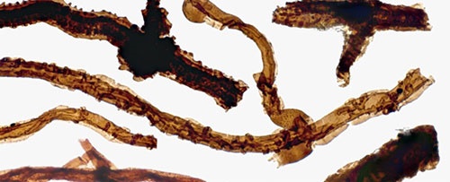 کشف قدیمی‌ترین گونه حیات در خشکی