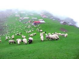 سرپرست منابع طبیعی البرز: مجوز چرای دام در استان البرز به دامداران غیربومی واگذار نشود 