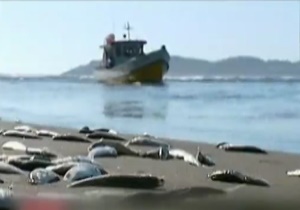 فاجعه مرگ دسته جمعی هزاران ماهی در شیلی