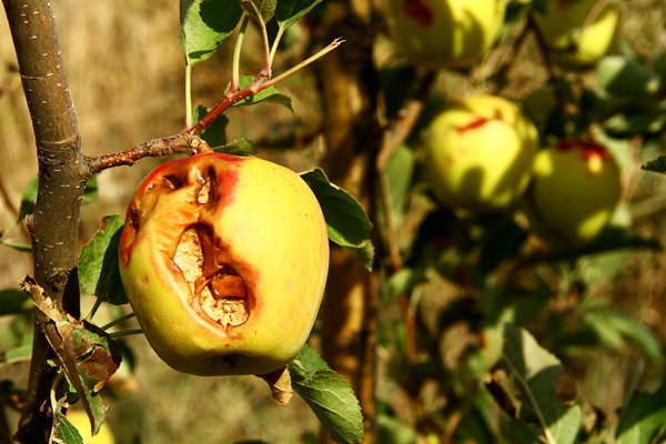 بیش از ۹ هزار تن محصول باغی در ۱۰ شهرستان اصفهان از بین رفت