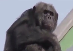 فرار تماشایی شامپانزه از باغ وحش