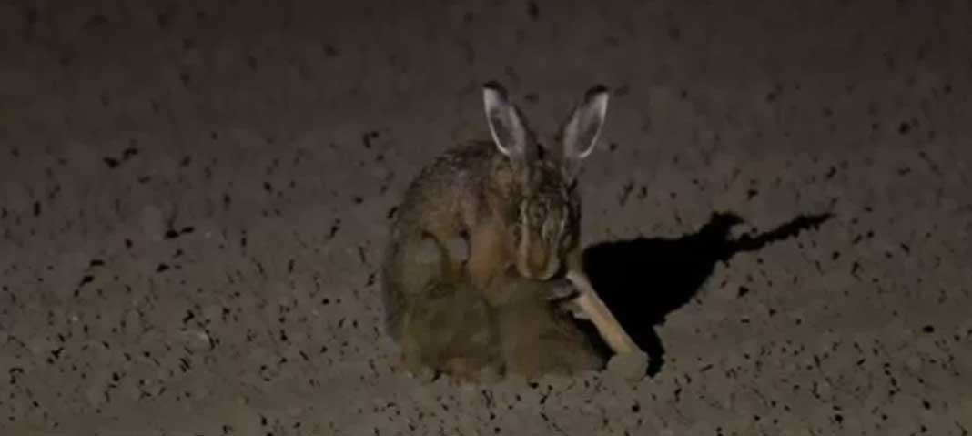 زندگی عجیب خرگوش‌ها