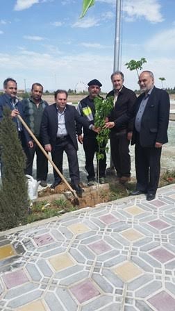 طرح کاشت زرشک بی دانه در مناطق شمالی شهرستان دامغان اجرا شود طرح کاشت زرشک بی دانه در مناطق شمالی شهرستان دامغان اجرا شود