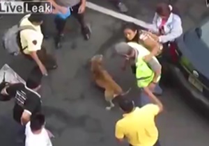 تلاش مردم برای نجات یک سگ 