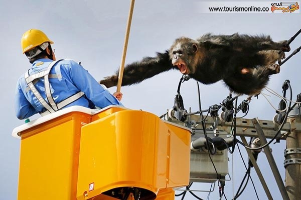 نجات شامپانزه فراری! /عکس