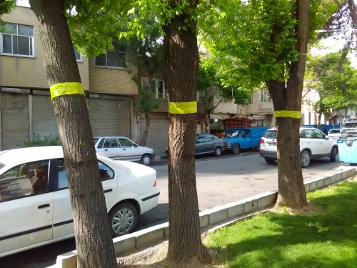 پیشگیری از طغیان سفید بالک ها در مرکز تهران با روغن پاشی به درختان