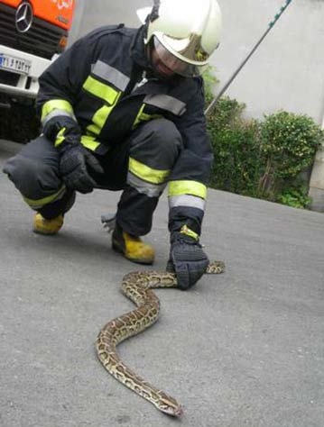 مار دو متری مهمان اتاق خواب شهروند گچسارانی بود-تصویر