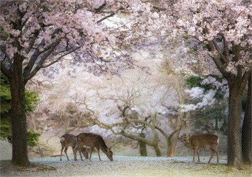 تصاویر شکوفه‌های زیبای گیلاس در ژاپن