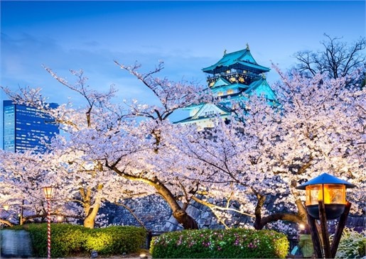 تصاویر شکوفه‌های زیبای گیلاس در ژاپن
