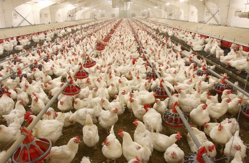 چه تعداد مرغداری در کشور فعال و غیرفعال هستند؟/ مقدار و ارزش تولید مرغداری‌های پرورش مرغ تخم‌گذار