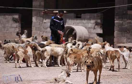 اظهار نگرانی از وضعیت سگ های ولگرد در تبریز/ حیواناتی که خوراک پلنگ می شوند!