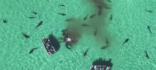 وقتی یک نهنگ غذای 70 کوسه می‌شود/تصاویر هوایی ضبط شده توسط پهپاد در استرالیا