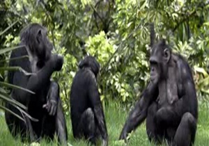 شامپانزه هایی که صاحب خانه شدند