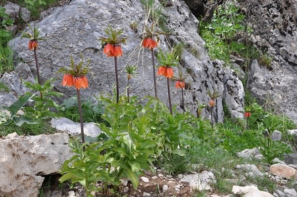 لاله‌های واژگون گلستان‌کوه چشم‌انتظار سیاوش/گل‌هایی با دستان شفابخش