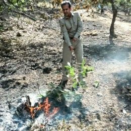 آتش سوزی در جنگلهای روستای سماق بر اثر بی احتیاطی تفریح کنندگان 