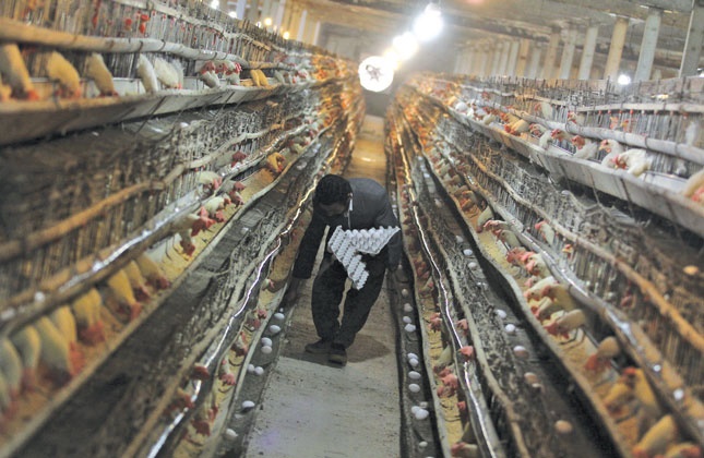 عوارض داروهای چینی برای تولید دام و طیور 