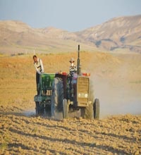 کشت مکانیزه پیاز برای اولین بار در استان 