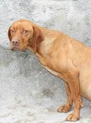 مجرم سگ آزار در آستارا بازداشت شد
