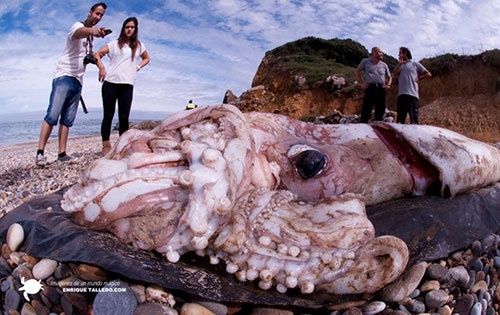 ماهی‌های مرکب می‌توانند تا ۲۰ متر طول داشته باشند/تحقیقات جدید دانشمندان 