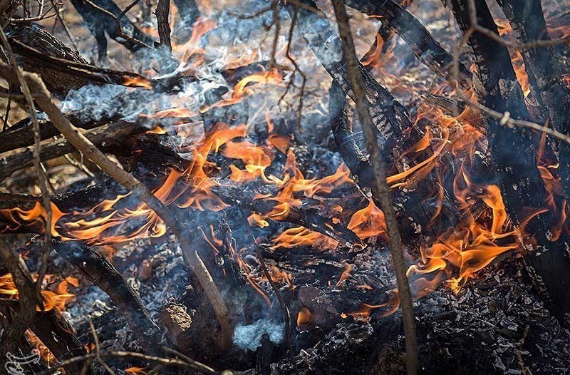روایت ابتکار از دلیل آتش‌سوزی‌های هفته گذشته در جنگل‌ها