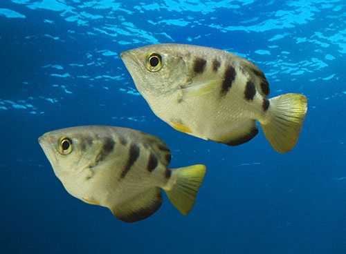 این ماهی می‌تواند چهره‌تان را تشخیص دهد/یافته‌های جدید دانشمندان 