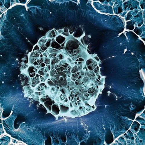 پرتره از یک سلول بنیادی/عکس گرفته شده توسط میکروسکوپ الکترونی  