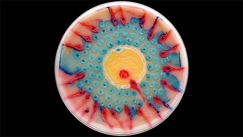 برترین اثر هنری-میکروبی جهان را ببینید/اثر برگزیده رقابت‌های انجمن میکروبیولوژی آمریکا 