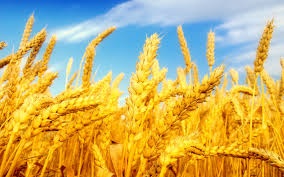 در سالجاری نزدیک به 12 میلیون تن گندم در کشور تولید خواهد شد