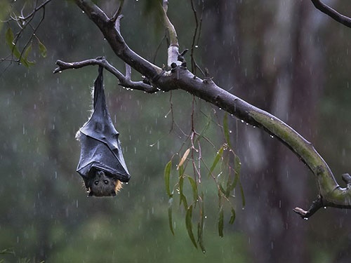 خفاش معلق زیر باران/عکس روز نشنال جئوگرافیک از خفاش میوه‌ای