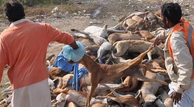 اتلاف سگ های ولگرد، موجب اعتراض حامیان حیوانات شده است