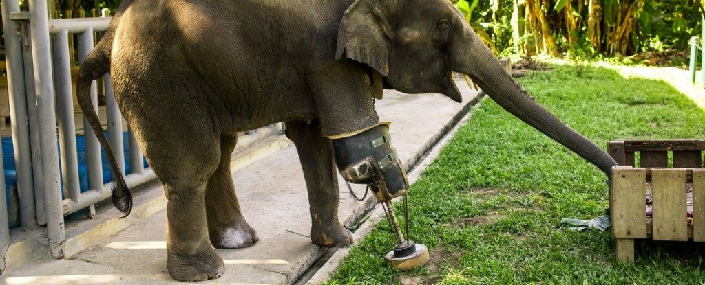 ویدئو | اولین فیل جهان که با پای مصنوعی راه می‌رود