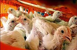 در جهان معدوم سازی آنفلوانزای فوق حاد طیور ادامه دارد