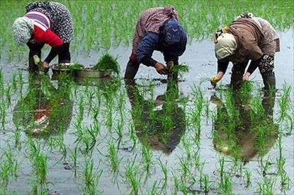 سطح زیر کشت برنج در چهارمحال و بختیاری به حدود سه‌هزار هکتار می‌رسد