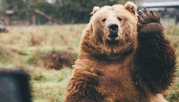 عکس | خداحافظی خرس احساساتی!