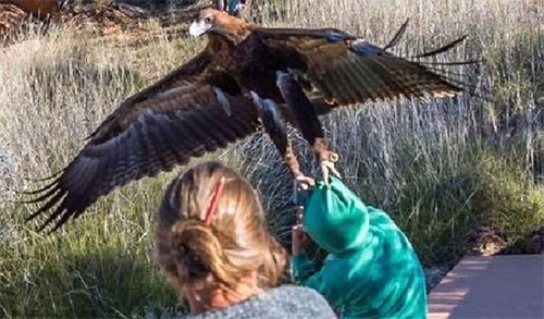 تصاویر عقابی که قصد شکار یک پسربچه 7 ساله را داشت/وحشت در پارک حیات وحش 