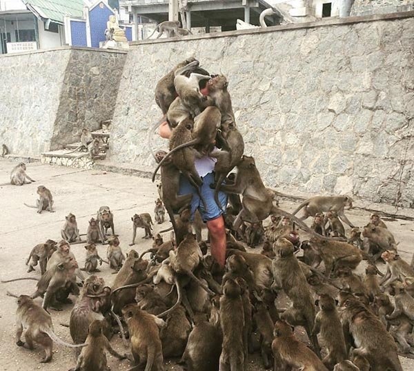 عکس| پذیرایی متفاوت میمونها از یک توریست!  