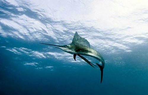 این ماهی با سرعت 130 کیلومتر در ساعت شنا می‌کند/کشف رازهای قهرمان سرعت دریا
