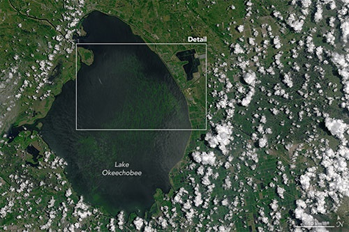 تماشای حمله جلبک‌های سمی به فلوریدا از فضا