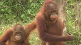 بازگشت اورانگوتان‌ها به خانه